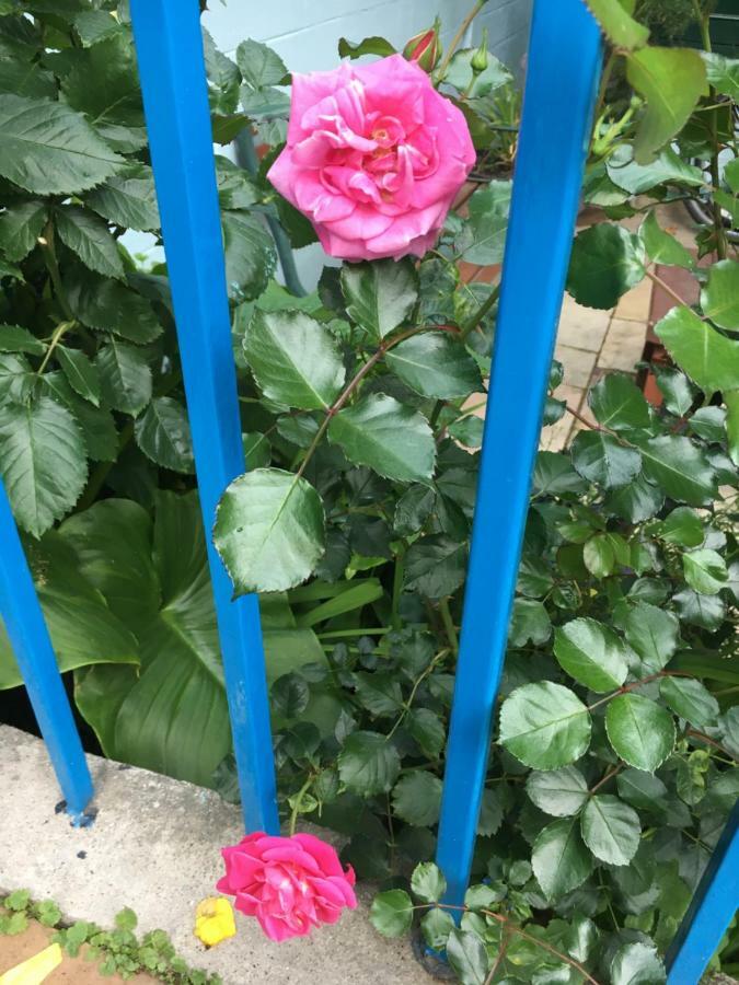 Saint Helier Jersey Avoca Villa Guest House מראה חיצוני תמונה